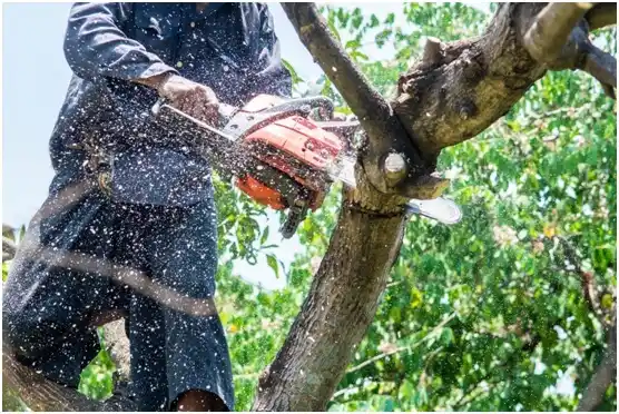 tree services Claude